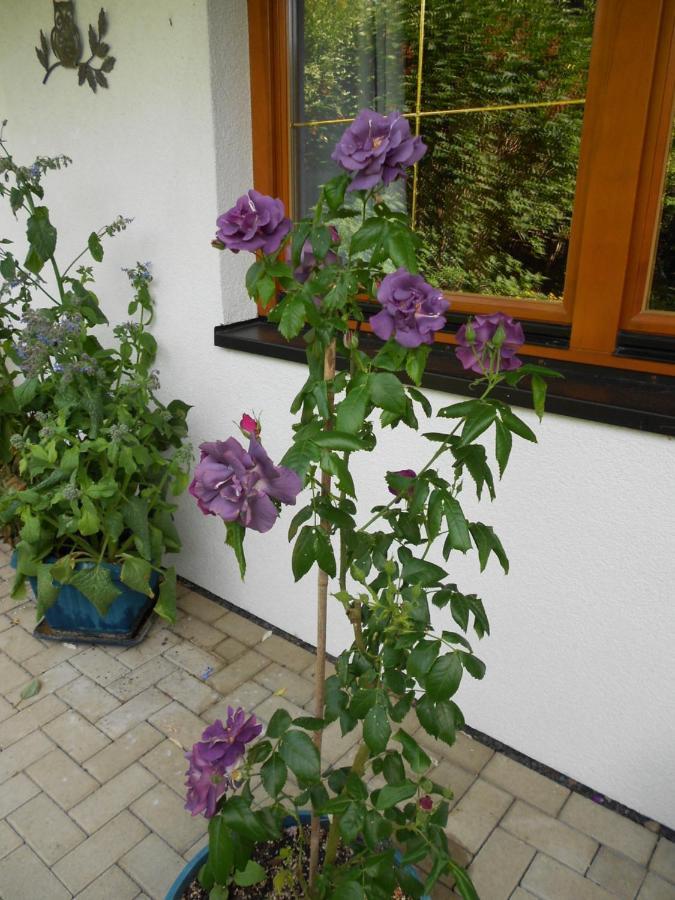 Ferienwohnung Im Harz-Haus-Bruns Clausthal-Zellerfeld Exterior photo
